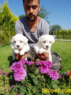 Maltese Terrier Ailenizin Köpeği Çok Tatlı Yavrular 1