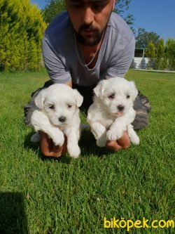 Maltese Terrier Ailenizin Köpeği Çok Tatlı Yavrular 5