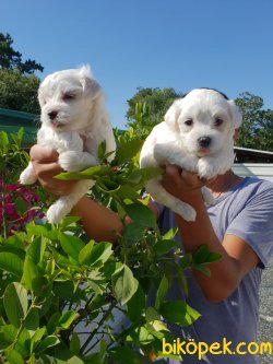 Maltese Terrier Ailenizin Köpeği Çok Tatlı Yavrular 2