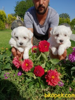 Maltese Terrier Ailenizin Köpeği Çok Tatlı Yavrular 4