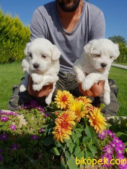 Maltese Terrier Ailenizin Köpeği Çok Tatlı Yavrular 3