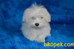 MALTESE TERRİER BEBEK YÜZ 2