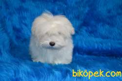 MALTESE TERRİER BEBEK YÜZ 1