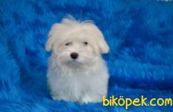 MALTESE TERRİER BEBEK YÜZ 3