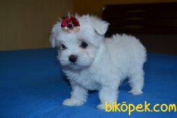 Maltese Terrier Bebek Yüzlü Anne Baba Secereli Yavrular 2