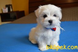 Maltese Terrier Bebek Yüzlü Anne Baba Secereli Yavrular 3