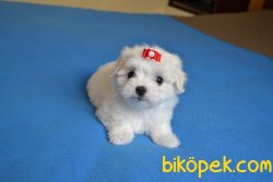 Maltese Terrier Bebek Yüzlü Anne Baba Secereli Yavrular 4