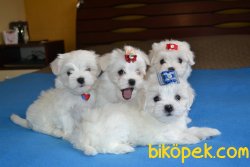 Maltese Terrier Bebek Yüzlü Anne Baba Secereli Yavrular 1