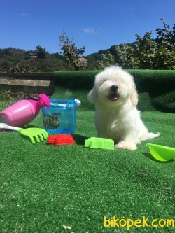 Maltese Terrier Bebek Yüzlü Yavrular 3