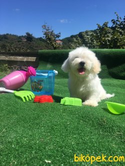 Maltese Terrier Bebek Yüzlü Yavrular 2