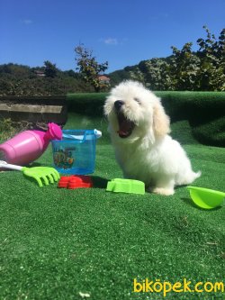 Maltese Terrier Bebek Yüzlü Yavrular 1