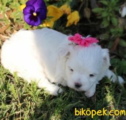 Maltese Terrier Bebeklerimiz 3