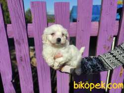 Maltese Terrier Bebeklerimiz 3
