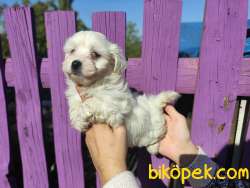 Maltese Terrier Bebeklerimiz 1
