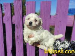 Maltese Terrier Bebeklerimiz 4