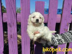 Maltese Terrier Bebeklerimiz 5