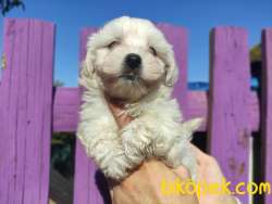 Maltese Terrier Bebeklerimiz 2