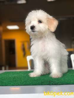 Maltese Terrier  Beyaz 2