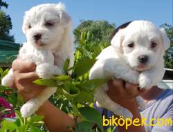 Maltese Terrier Çok Şeker Yavrular Üretim Çiftliğinden 5