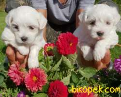 Maltese Terrier Çok Şeker Yavrular Üretim Çiftliğinden 2
