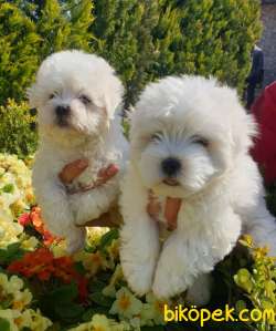 Maltese Terrier Çok Şeker Yavrular Üretim Çiftliğinden 5
