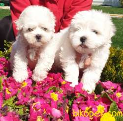 Maltese Terrier Çok Şeker Yavrular Üretim Çiftliğinden 2