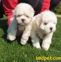 Maltese Terrier Çok Şeker Yavrular Üretim Çiftliğinden 1