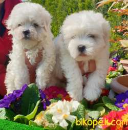 Maltese Terrier Çok Şeker Yavrular Üretim Çiftliğinden 3