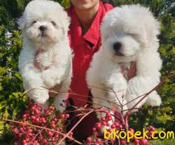 Maltese Terrier Çok Şeker Yavrular Üretim Çiftliğinden 4