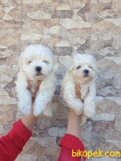 Maltese Terrier Çok Sevimli Yavrularım 1