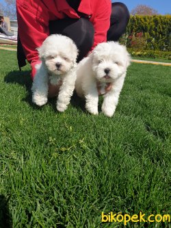 Maltese Terrier Çok Sevimli Yavrularım 4