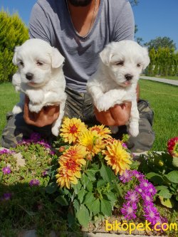 Maltese Terrier Çok Sevimli Yavrularım 1