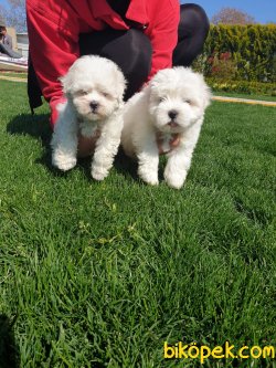 Maltese Terrier Çok Sevimli Yavrularım 3