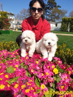 Maltese Terrier Çok Sevimli Yavrularım 5