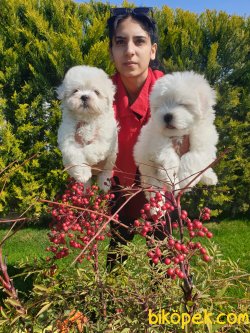 Maltese Terrier Çok Sevimli Yavrularım 1