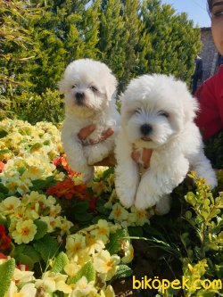 Maltese Terrier Çok Sevimli Yavrularım 4