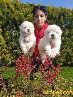 Maltese Terrier Çok Sevimli Yavrularım 2