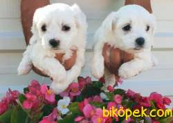 Maltese Terrier Çok Sevimli Yavrularım 1