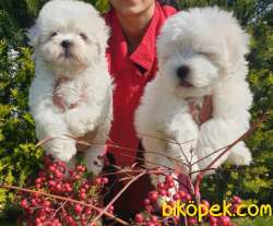 Maltese Terrier Çok Sevimli Yavrularım 5