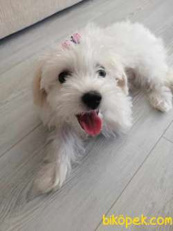 Maltese Terrier Dişi 3.5 Aylık 3