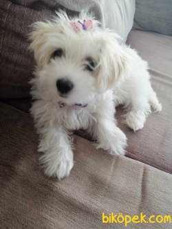 Maltese Terrier Dişi 3.5 Aylık 2