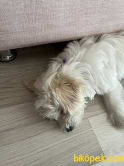 Maltese Terrier Dişi 3.5 Aylık 1