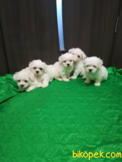 Maltese Terrier En Kaliteli 0 Numara Orjinal Yavrular 2