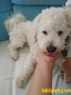 Maltese Terrier İzmir Karşıyaka 2