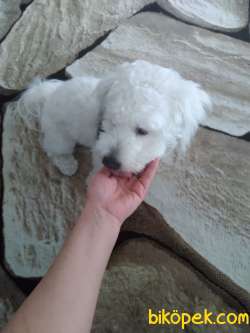 Maltese Terrier İzmir Karşıyaka 3