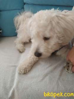 Maltese Terrier İzmir Karşıyaka 5
