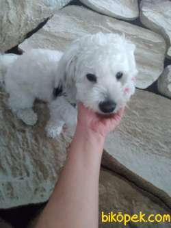 Maltese Terrier İzmir Karşıyaka 1