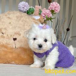 Maltese Terrier Kar Beyaz Yavrular 2