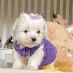 Maltese Terrier Kar Beyaz Yavrular 3