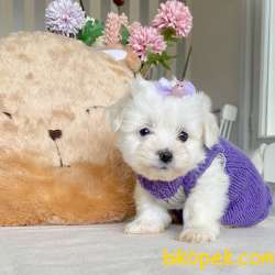 Maltese Terrier Kar Beyaz Yavrular 4